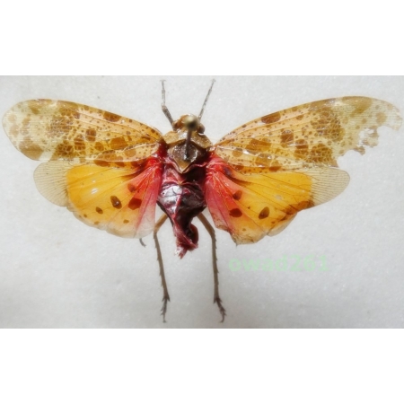Penthicodes caja (Walker, 1851) 56mm Thailand